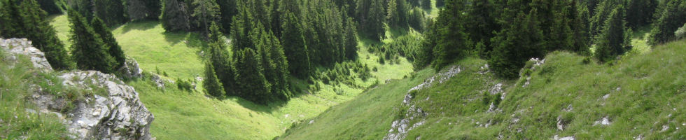 Bergwald Adelboden